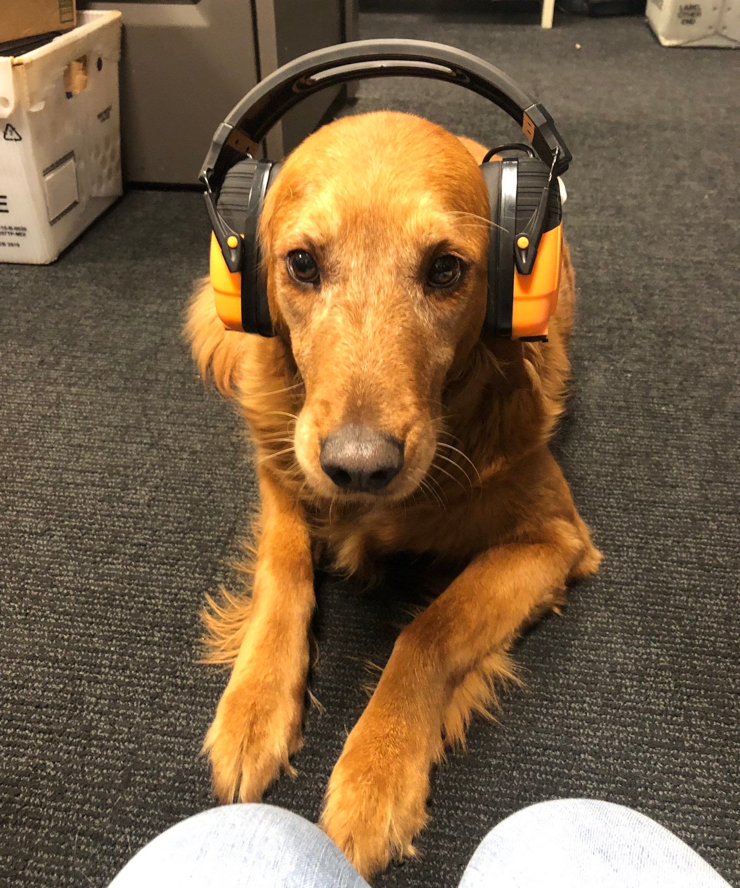 ISOtunes Hearing Protection Over-Ear Earmuffs