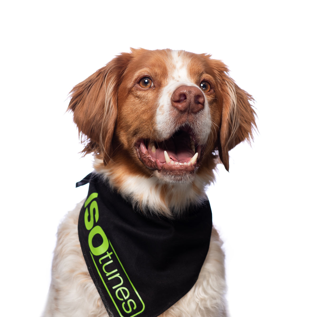 ISOtunes Hearing Protection Office Dogs Mr Bingley